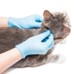 ¿Cómo eliminar pulgas en gatos? ¡Olvídate de ellas!