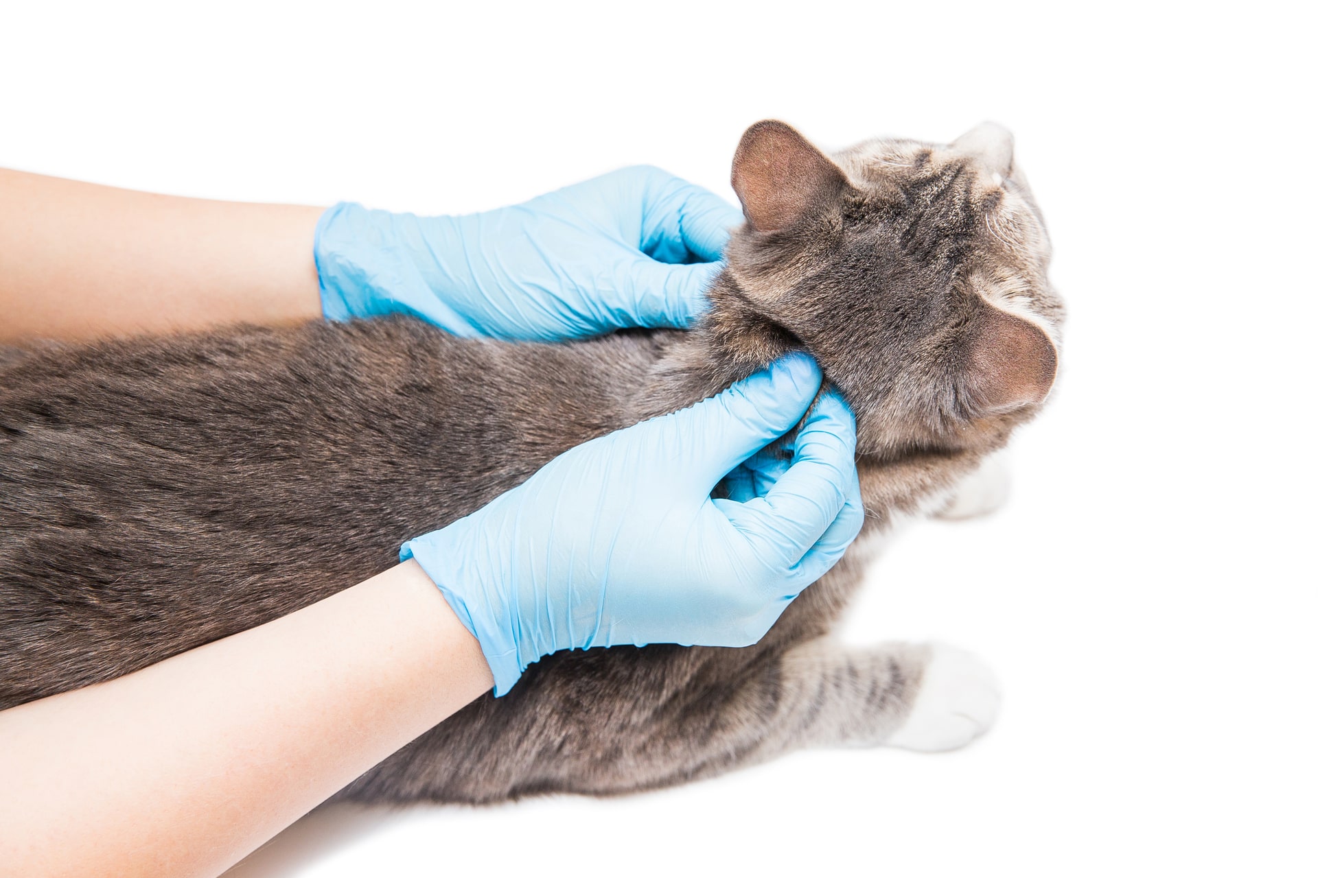 Cómo eliminar pulgas gatos -