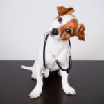 ¿Sabés cómo evitar la artrosis en perros?